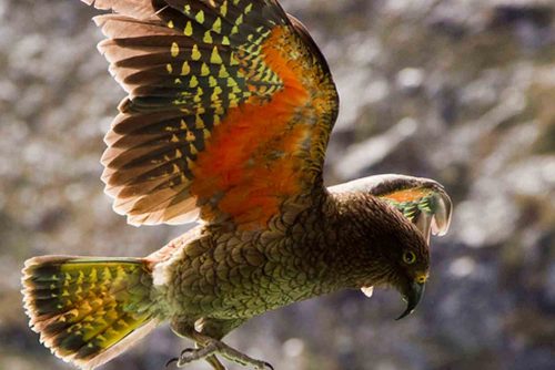 Kea Kea